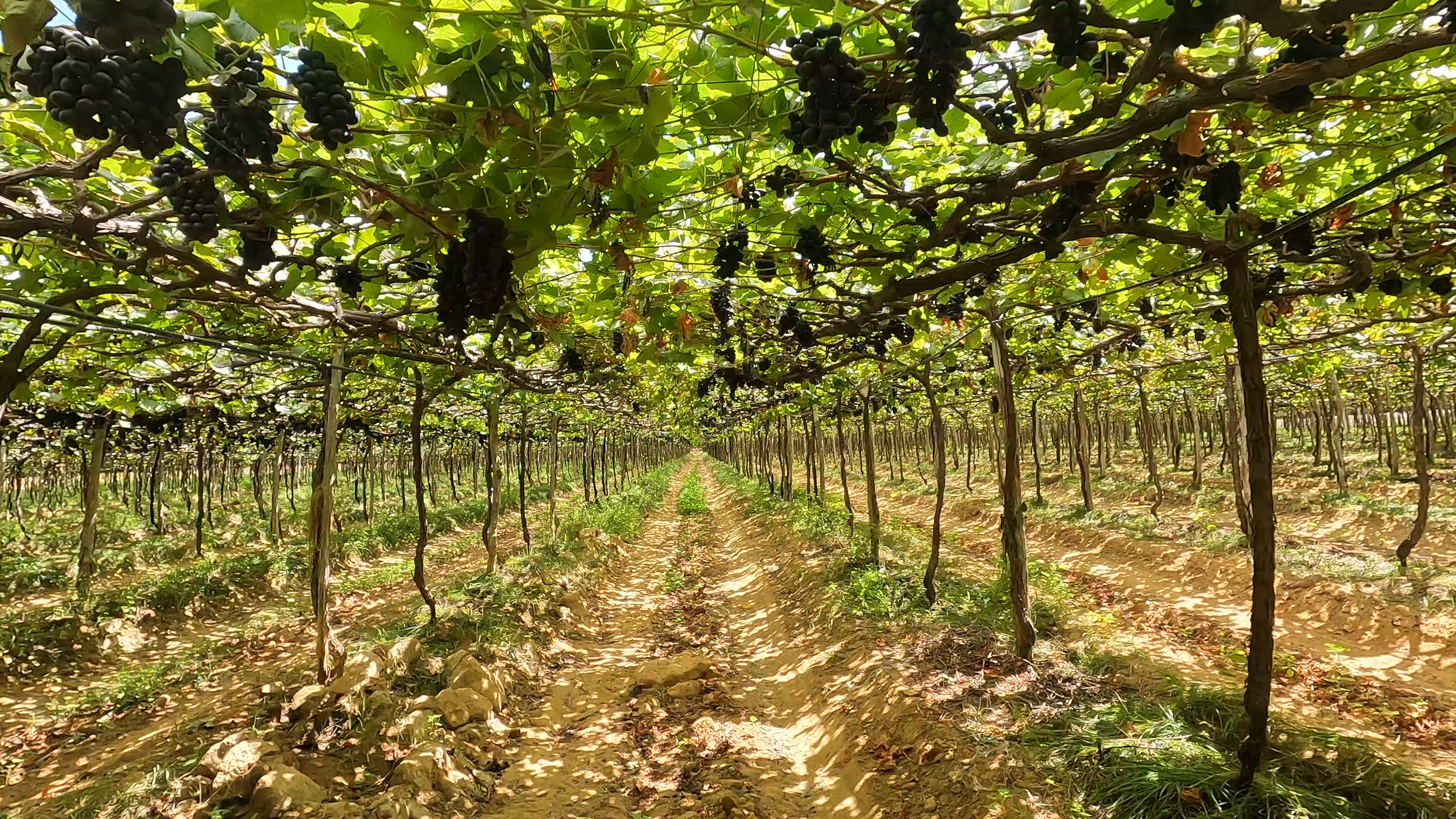 Projeto Fazenda Logo